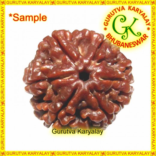 Mantra Siddha Natural Six Mukhi Nepali Rudraksha 6 Mukhi Rudraksh Six Mukhi